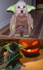 Dog Costumes #9.webp