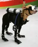 Dog Costumes #10.webp