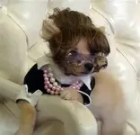 Dog Costumes #11.webp