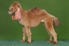 Dog Costumes #13.webp