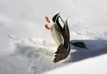 3815_1908_duck-crash-landing.webp