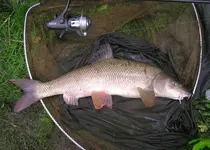 barbel 002.webp