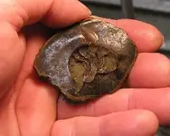 fossil 001.webp