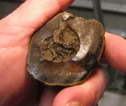 fossil 002.webp