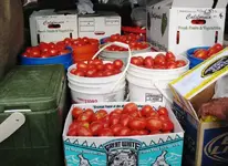 tomatoes1.webp