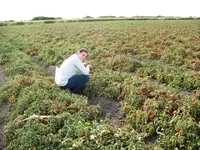tomatoes2.webp
