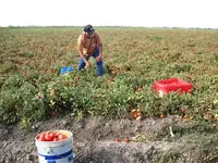 tomatoes4.webp