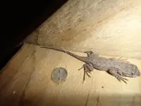 nite visitor.webp