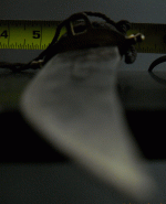 India-knife-hilt-bottom.gif