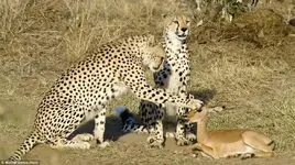 Cheetas #2.webp