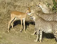 Cheetas #3.webp