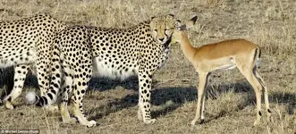 Cheetas #4.webp