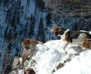 Dogs vs Cat1.webp