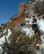 Dogs vs Cat2.webp