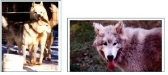 Maxine+Brute*Axle.webp