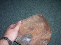 nutstone 002.webp