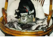 Suki & Twinkles.webp