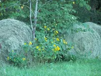 Octoberhay.webp