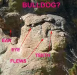 BULLDOG.webp