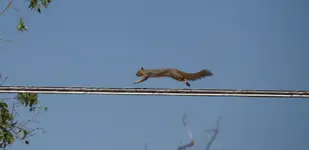 Squirel.webp