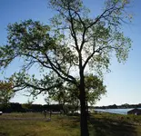 Tree.webp