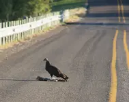 roadkill.webp