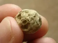chewed ball.webp