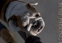 dogpound.webp