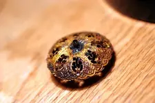 NH FINDS 08-22 007.webp