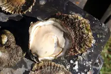 NH FINDS 08-22 010.webp