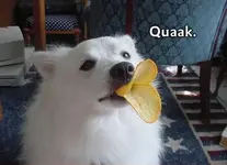 1186090401648zv2.webp