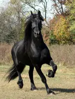 Friesian_Stallion.webp