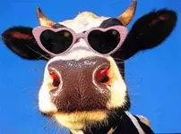 Cow - Comical with glasses.webp
