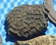 coral.webp
