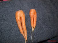 naked carrots.jpg