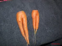 naked carrots.webp