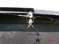 spider by garden shed.webp