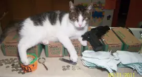 kitty1a.webp