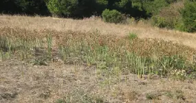 WII-Plants-01.webp WII-Plants-01.webp