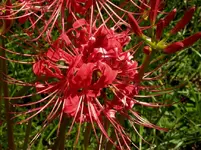 spider_lily5[1].webp
