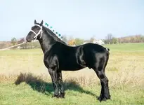 Cedarfarm Ontario 001.webp