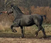 Cedarfarm Ontario at 10 years old.webp