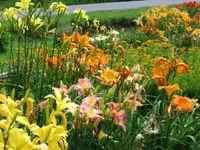Daylilies06.webp