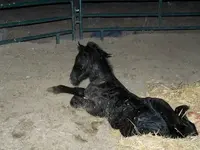Hannibal at half hour old.webp