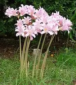 220px-Lycoris_squamigera.webp