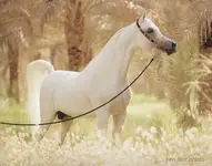 !cid_15541926B45548228DE0C9B0F1E09429@karen48ecb7948.webp