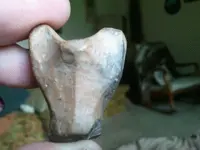 head5.webp