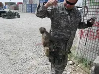Monkey thief.webp