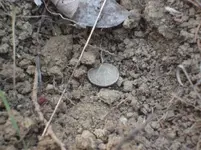 05dime insi.webp