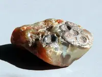 Agate-SuperiorEyed-Img_6068SS.webp
